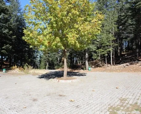 Yavşan Yaylası — Park içinde yapraklı ağaç ve taş döşeli alan