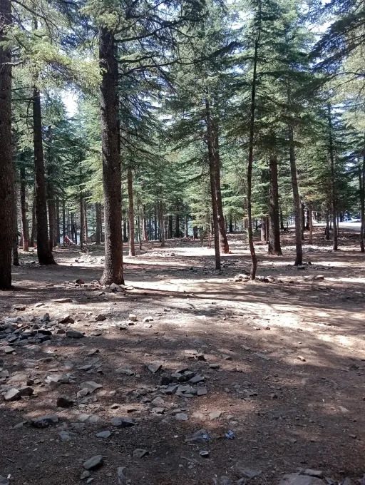 Yavşan Yaylası — Orman tabanı ve göknar ağaçları