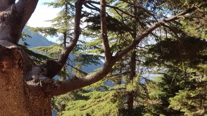 Yavşan Yaylası — Sedir dalları ve dağ yamacı